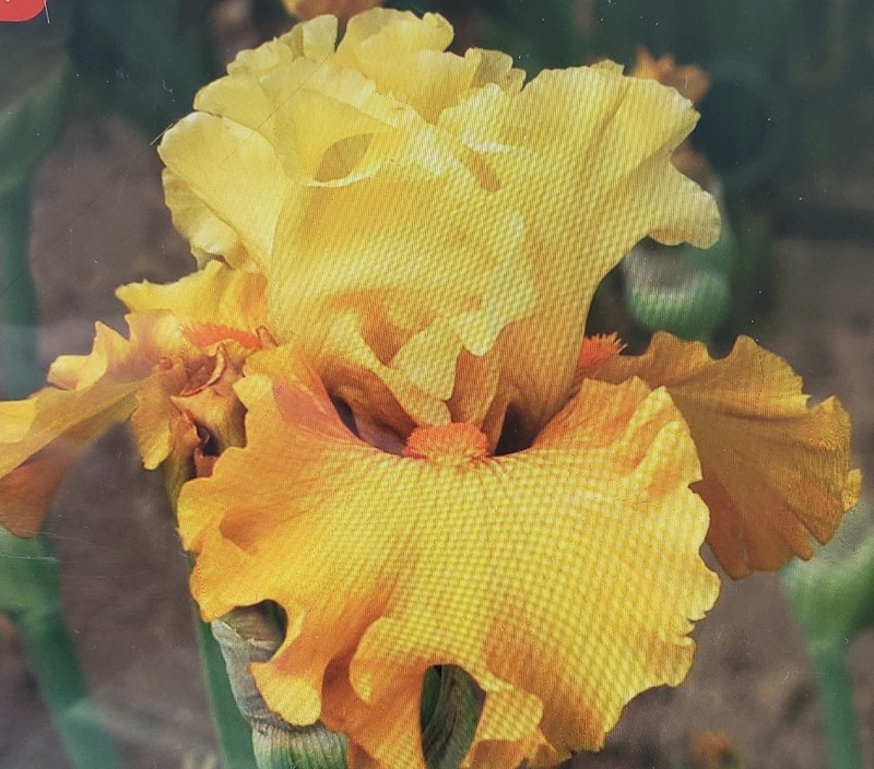 Tall Bearded Iris Butterscotch  Bliss