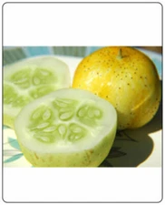 Cucumber Lemon Heirloom Vegetable By Seed Kingdom 35 Seeds