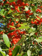 Yaupon Holly. 100 Seeds. Ilex Vometoria. Bonsai. Tea.