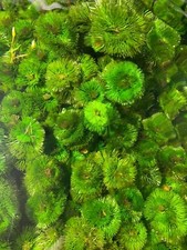  BUY 2 Get 1 FREE Cabomba Pulcherrima Easy Live Aquarium Plants  