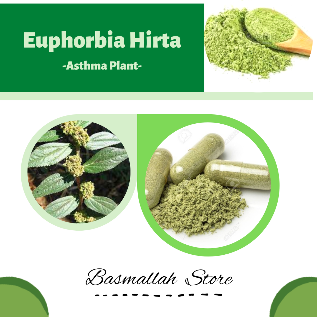 Capsules Asthma Plant Garden Spurge Hairy Spurge Red Euphorbia Euphorbia  Hirta | eBay