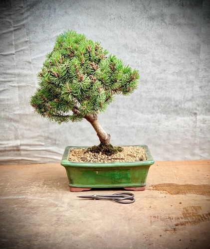 Pinus mugo "Mops" - Pino de montaña BONSAI SHOHIN / 9 años - Imagen 4 de 6