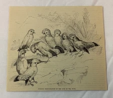 1886 magazine engraving ~ CURIOUS PERFORMANCES OF THE COCK OF THE ROCK