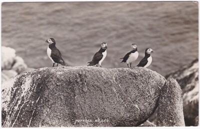 James Gibson Postkarte Papageientaucher, Scilly Inseln. Echtfoto. 