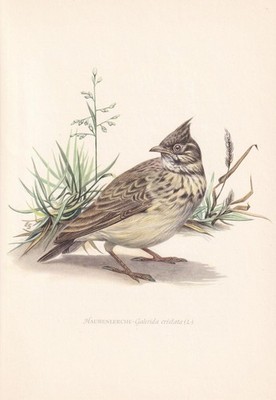 1954 CRESTED LARK Vogel Druck - Vintage Vogel Wandkunst Dekor - 9,4 x 6,2 Zoll