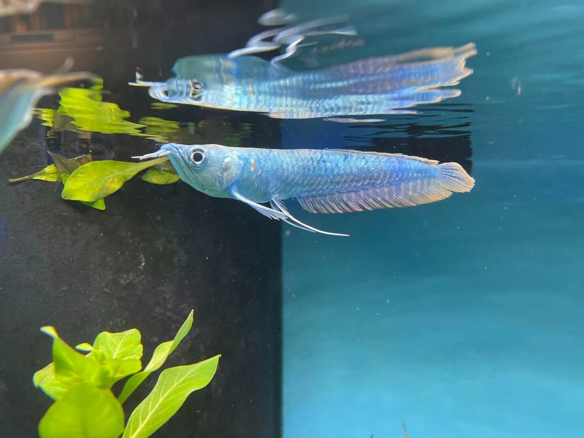 Silver Blueberry Arowana 4-5 Inch– Rare Live Freshwater Predator
