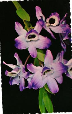 Dendrobium Nobile Orchard Hawaiian Island Posted 1976 Vintage Postcard