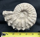 SUPER 5.5” Texas Cretaceous Dino Age Fossil Mortoniceras Ammonite, Duck Creek FM