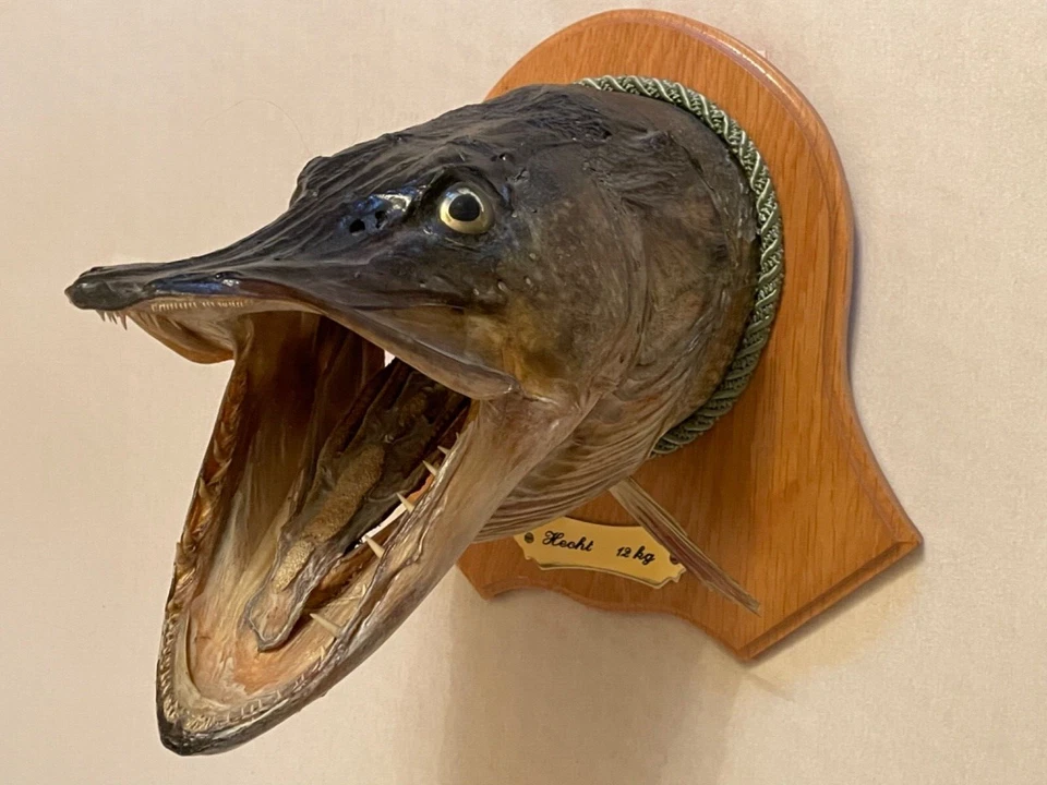 Fischpräparat Hecht mit Wandhalterung (Hoerning und Co. Hamburg)