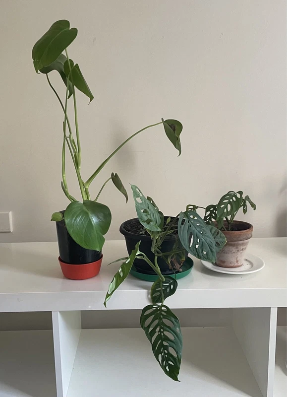 Plantas de interior en venta gumtree