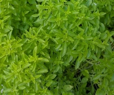 Spicy Globe Bush Basil Seeds | Heirloom | Organic | Herb