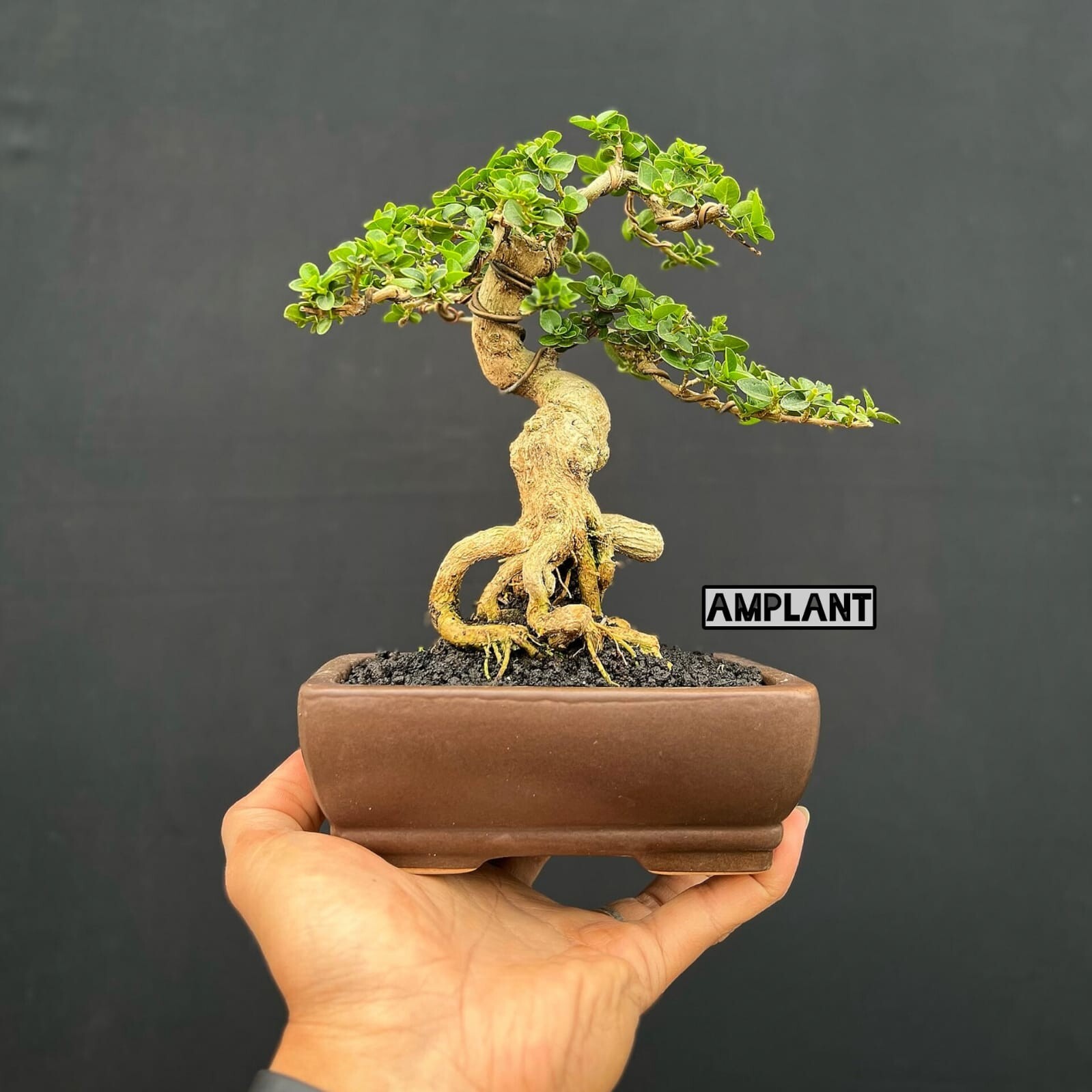(Imagen real) Bonsai Premna Microphylla || Árbol bonsai + Fitosanitar gratis