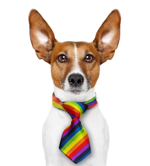 Pride dog accessories cheap