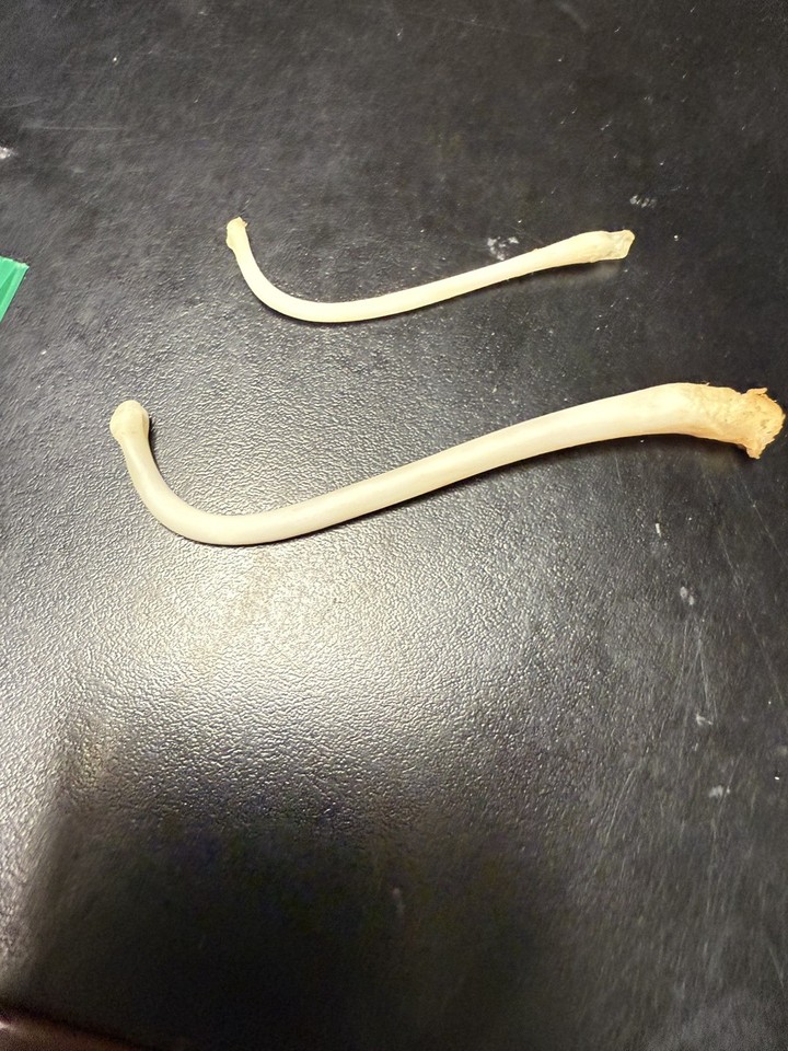 Ultra Small Tiny COON DICK for 1 Raccoon Baculum Authentic Tooth Pick ...