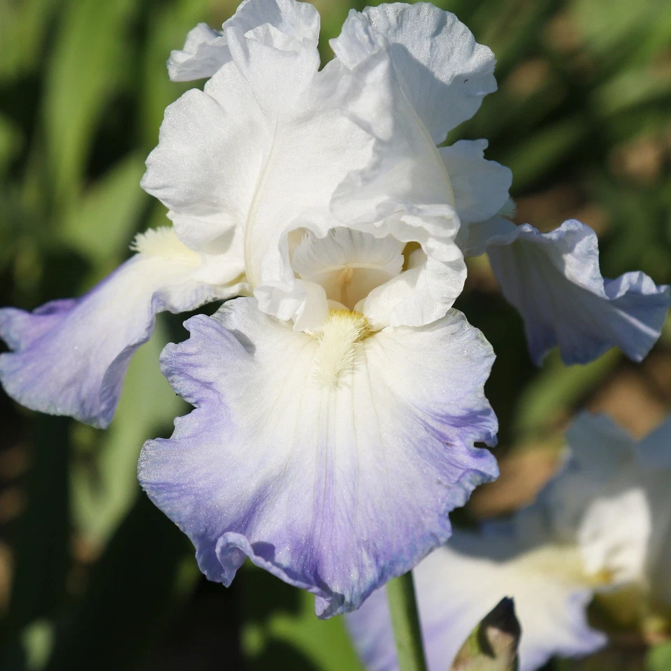 Easy to Grow Bearded Iris Clarence Plant Bulbs, Flowers in Spring and Fall - Image 4 of 4