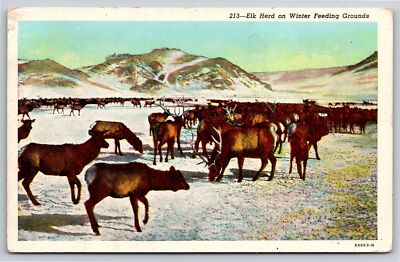 Animals~Elk Herd On Winter Feeding Grounds In Rocky Mountains~Vintage Postcard