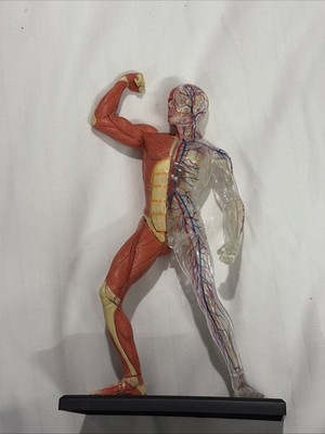 Human Muscles Anatomy Model Transparent Body Medical Model for Study Teaching