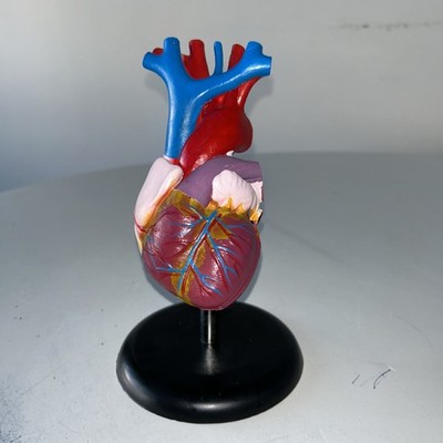Human Heart Model Home Science Tools 6 Hx3.25 Lx3.75 W 7.25 H on the Stand