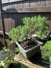 San Jose Juniper Bonsai Thick Twisted Trunk — photo 2