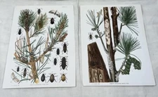 L. H. Hourly 1902 Print Insects (2) Plates 12 /13 Affecting White Hard Pine Tree