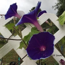 Danjuro Purple - Japanese Morning Glory - ipomoea NIL - 6 seeds - Huge blooms!