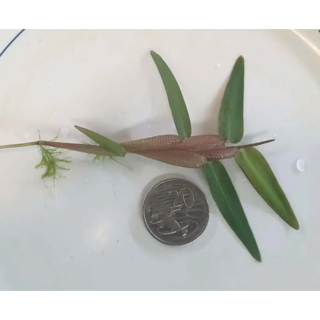 Hygroryza aristata Bamboo Floating Plant For Fish Shrimp Tank Aquarium