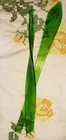 2~VTG Murano Style Long Stem Hand Blown Green Leaves(Greenery) Art Glass 18"-20"