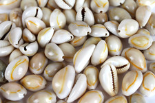 Cowrie Shells Ring Top 100 pieces Polished Jewelry Making Crafts Beach Decor