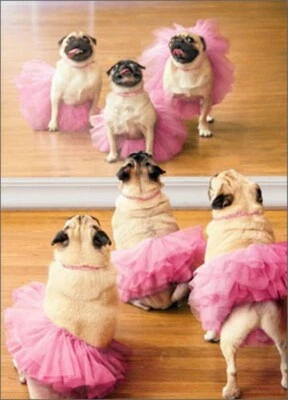 Ballerina Pugs Funny Dog Birthday Card - Greeting Card by Avanti Press