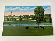 Typical Breeding Farm in Old Kentucky Horse Farm Postcard