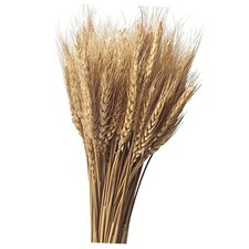 Dried Wheat Stalks Natural Wheat Bundle for Home Decor, Crafts 100 Stems