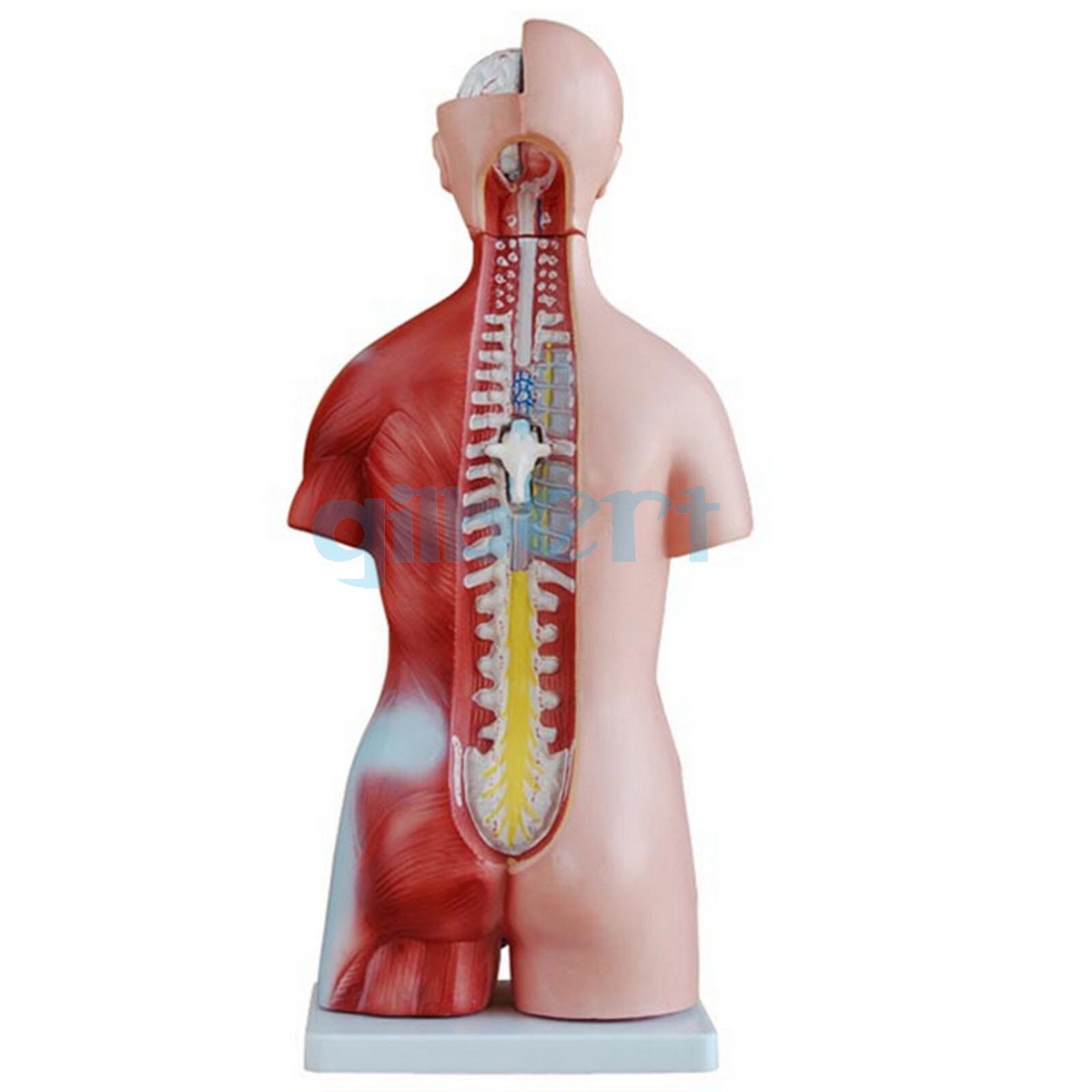 人体模型　Human Torso Anatomically zx-1100e-human-torso-small-23-