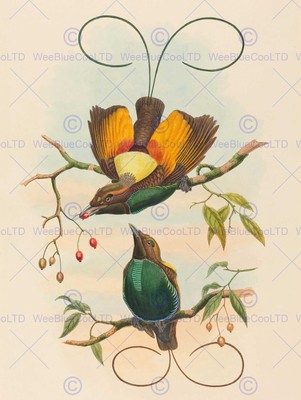 John Gould W Hart britischer prächtiger Vogelparadies Zoologie Kunstdruck Bb5926B