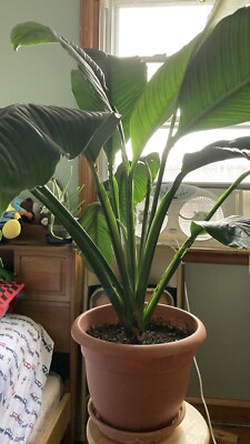 philodendron yellowing leaves Philodendron Split Leaf Plant Splitleaf Monstera Deliciosa Houseplant –  NNplant
