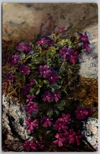 Primula Integrifolia Alpine Flowers Botanical VINTAGE Postcard 9558