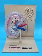 Vtg 1987 Merck Anatomical Kidney Model Doctors Office Pharmaceutical Advertising