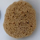 15cm natural sponge. GREECE NEW Sponge Sea.