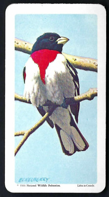 BROOKE BOND (CANADA) - CANADIAN / AMERICAN SONGBIRDS - #38 ROSE BREAST GROSBEAK