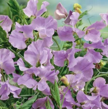 Sweet Pea ROYAL LAVENDER Fragrant Climbing Vine Purple Flowers Non-GMO 25 Seeds
