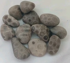 High Quality Michigan Petoskey Stones • 5oz Unploshed • Great Lakes Fossil Coral