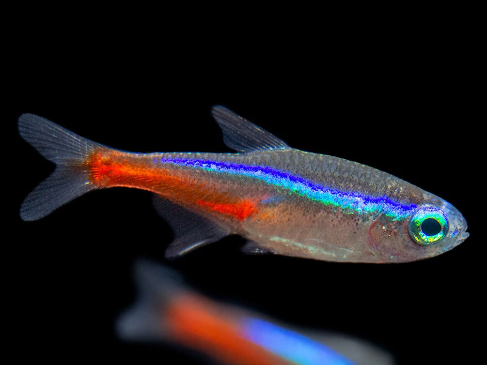 Neon Tetra (Paracheirodon innesi), Tank-Bred