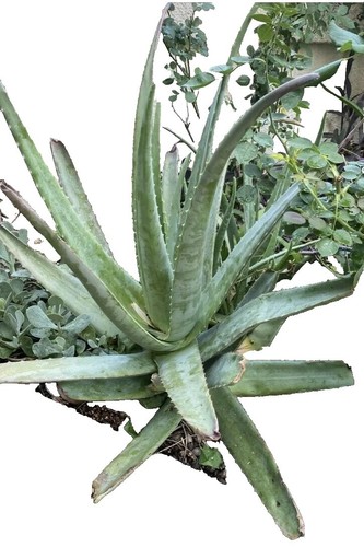Visvita Juice House Aloe Vera Drink Original | eBay