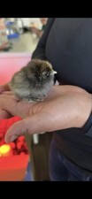 We have 3-week-old baby chicks of many breeds, including Brahma.