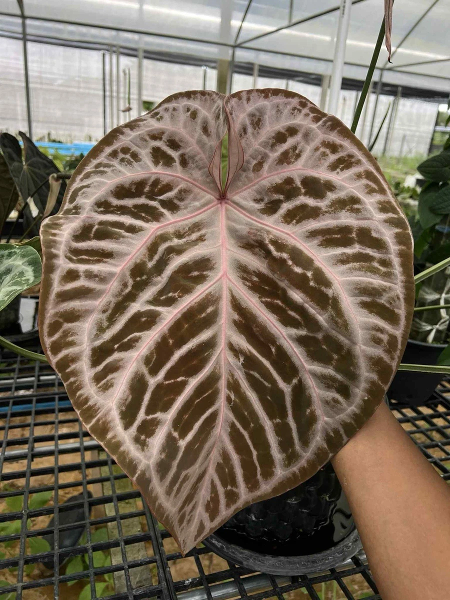 coffea arabica bonsai Coffee Plant — Green Acres Nursery & Supply