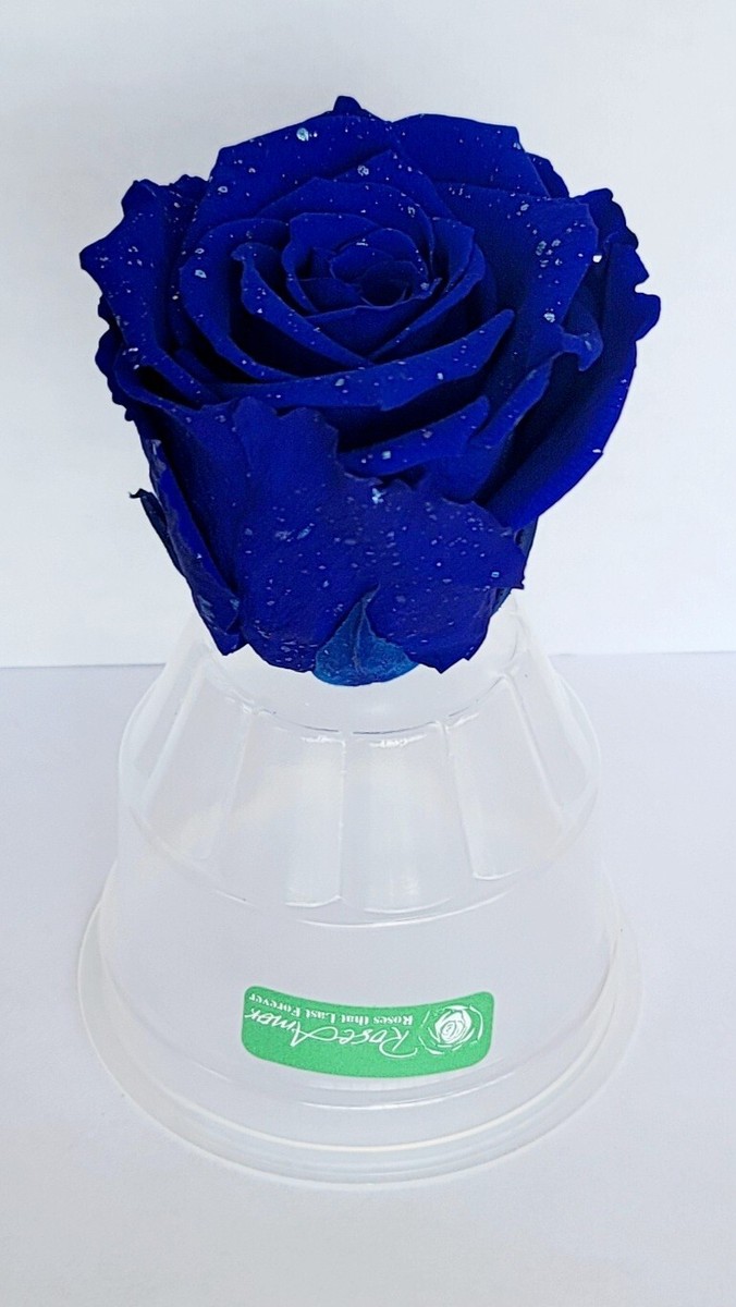 ROYAL BLUE Roses Galaxy blue long-lasting Rose Amor preserved