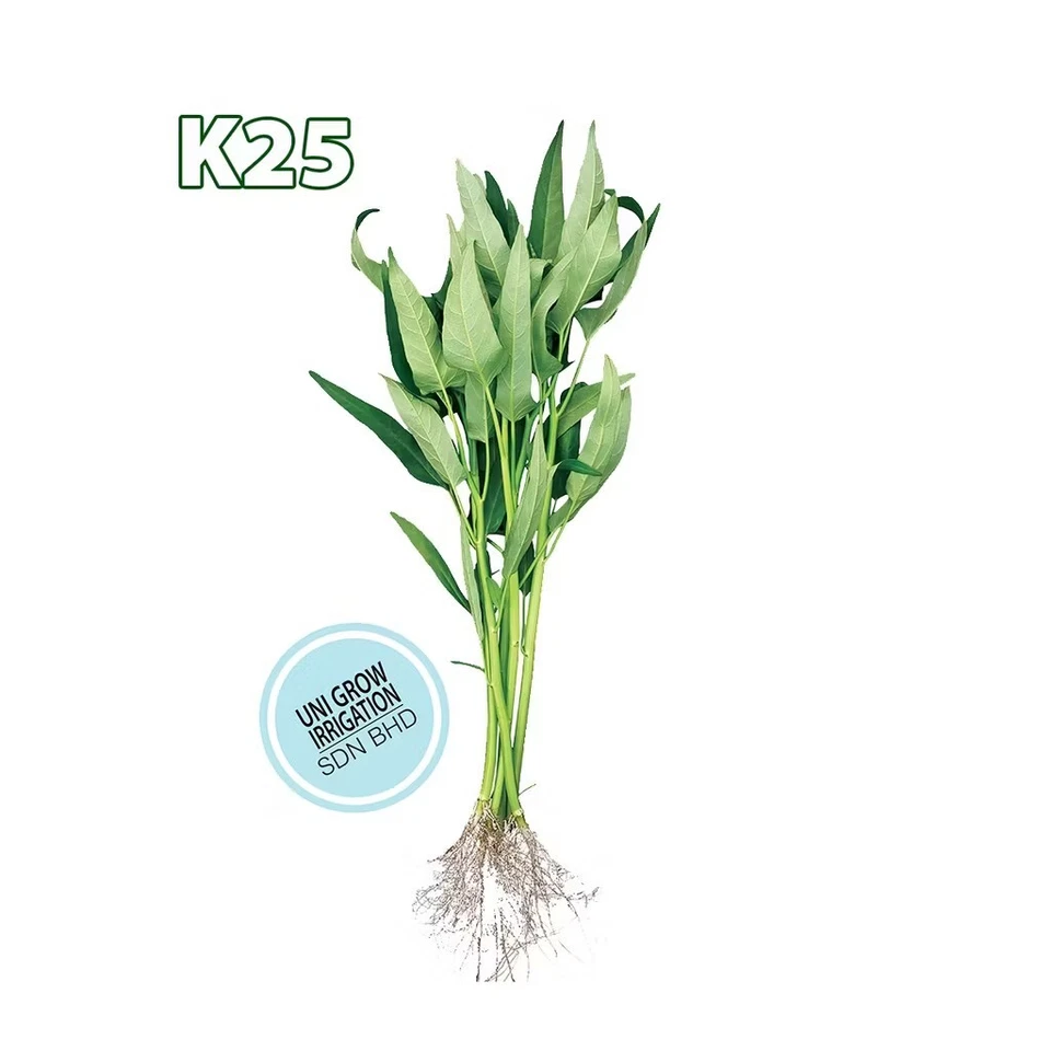 1 Kg water spincach true breed farm vegetable seeds - Image 3 of 4