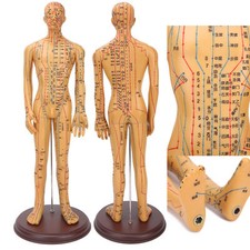 Agopuntura colore ottone 50 cm/19,7 pollici modello corpo meridiani trasparenti modalità agopuntura