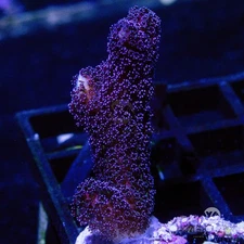 (AH2) Milka Stylo - WYSIWYG Live Coral Frag