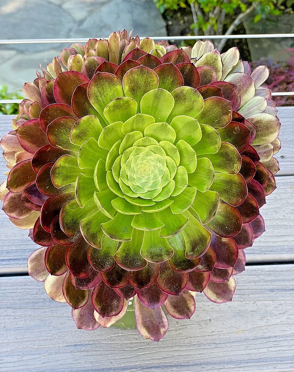 莲花掌杂色cactis 、多肉植物| eBay
