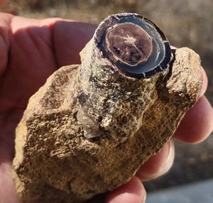 Old Collection Blue Forest Schinoxylon  Stump, Eocene, Green River, Wyoming